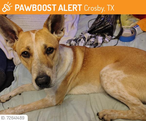 Found/Stray Male Dog last seen Lindstrom, Rowdy Bucks, Crosby, TX 77532
