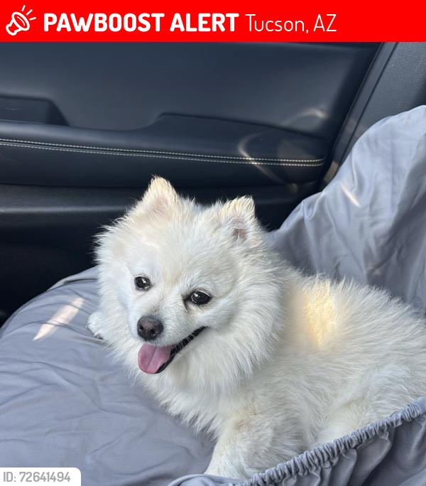 Lost Female Dog last seen Near E Alvord Rd, Tucson, AZ 85706