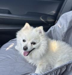 Lost Female Dog last seen Near E Alvord Rd, Tucson, AZ 85706