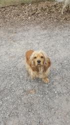 Lost Male Dog last seen Cenizo, Campbellton, , San Antonio, TX 78264