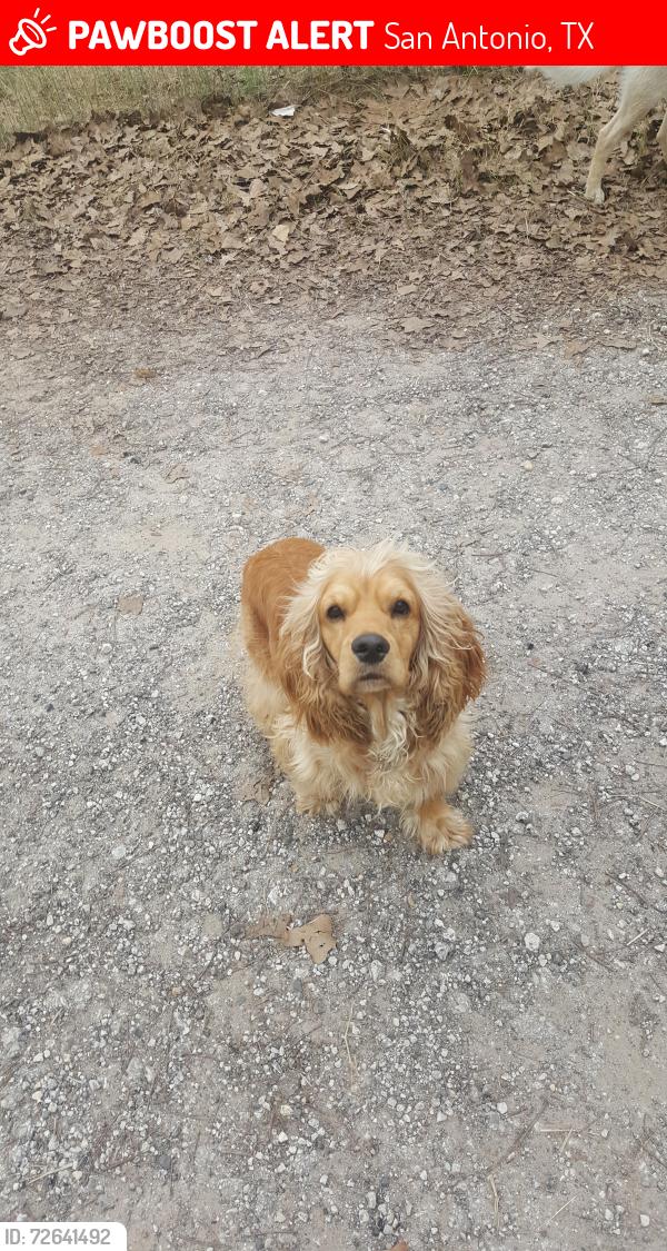 Lost Male Dog last seen Cenizo, Campbellton, , San Antonio, TX 78264