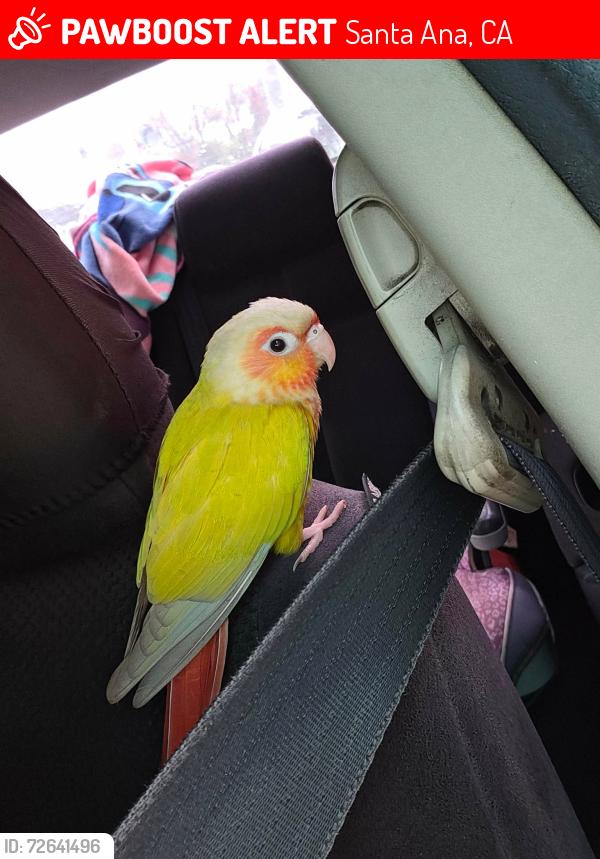 Lost Female Bird last seen Near W Santa Ana Blvd , Santa Ana, CA 92703