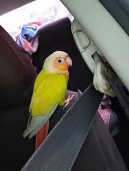 Lost Female Bird last seen Near W Santa Ana Blvd , Santa Ana, CA 92703