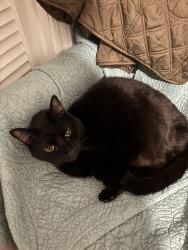 Lost Male Cat last seen By the parking lot and the pond in the Weatherhill Pointe neighborhood, Carrboro, NC 27510