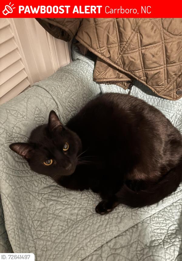 Lost Male Cat last seen By the parking lot and the pond in the Weatherhill Pointe neighborhood, Carrboro, NC 27510