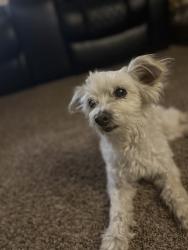 Found/Stray Female Dog last seen Collett and Pierce St.  Riverwalk- Riverside , Riverside, CA 92505