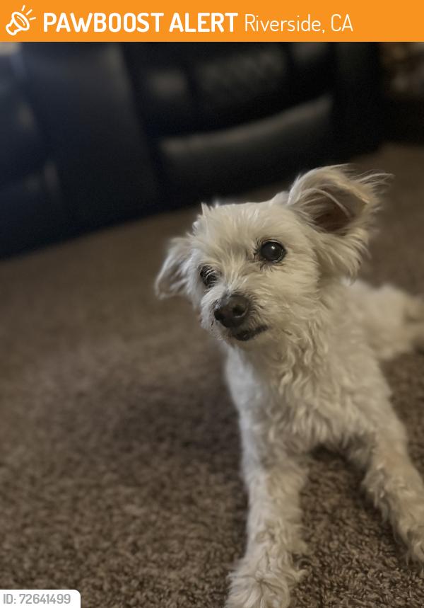 Found/Stray Female Dog last seen Collett and Pierce St.  Riverwalk- Riverside , Riverside, CA 92505