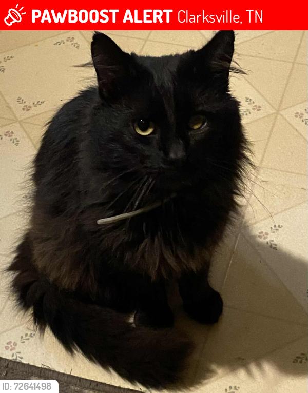 Lost Male Cat last seen Ross Lane/Old dover road, Clarksville, TN 37042