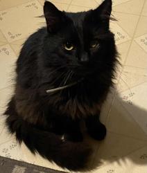 Lost Male Cat last seen Ross Lane/Old dover road, Clarksville, TN 37042