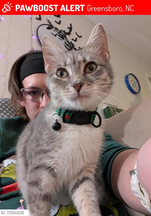 Lost Female Cat last seen Amber Ridge apmts, Lawndale Dr, Cone Blvd, Target ON Lawndale, lawndale baptist church, Greensboro, NC 27408