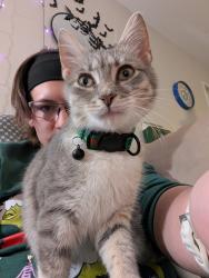 Lost Female Cat last seen Amber Ridge apmts, Lawndale Dr, Cone Blvd, Target ON Lawndale, lawndale baptist church, Greensboro, NC 27408