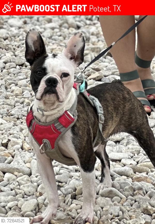 Lost Female Dog last seen She was last seen by a person from neighborhood trying to cross the highway , Poteet, TX 78065
