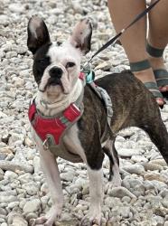 Lost Female Dog last seen She was last seen by a person from neighborhood trying to cross the highway , Poteet, TX 78065