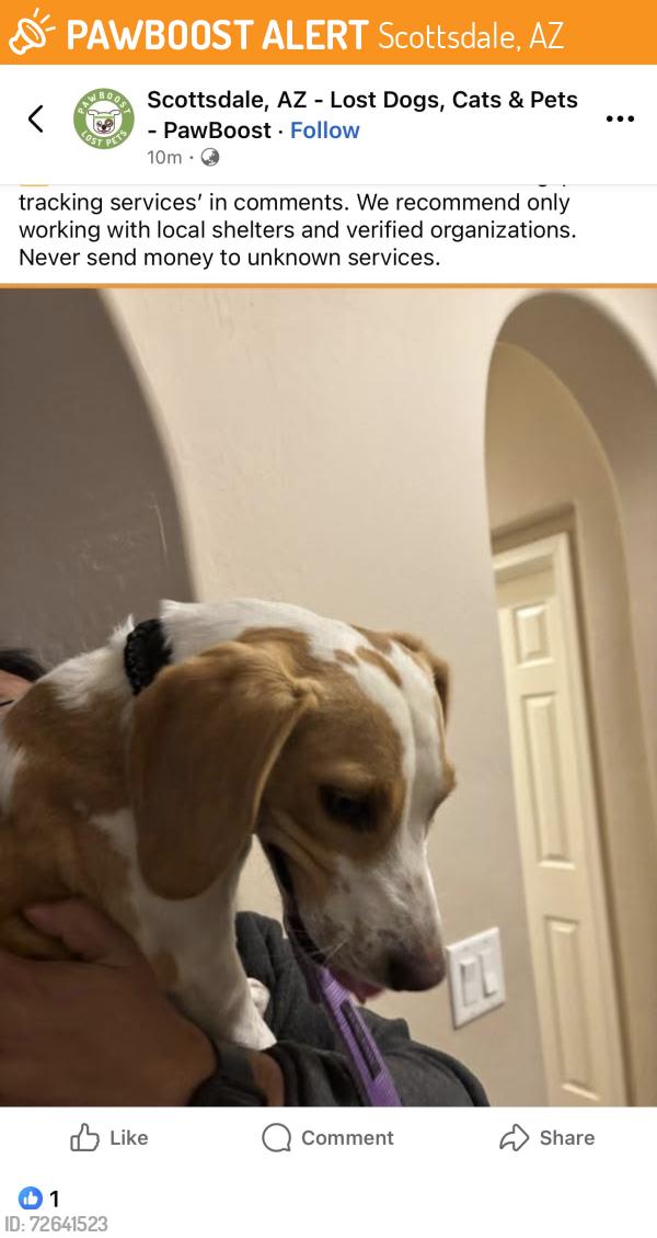 Found/Stray Male Dog last seen N. 99th. Way, Scottsdale, AZ 85262