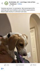 Found/Stray Male Dog last seen N. 99th. Way, Scottsdale, AZ 85262