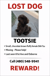 Lost Female Dog last seen 61st and Osborn , Phoenix, AZ 85033