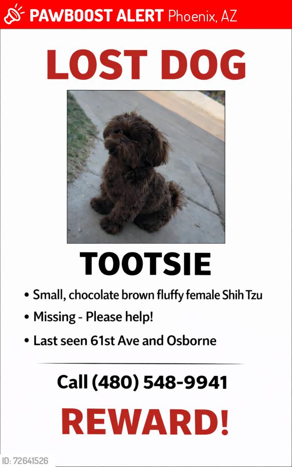 Lost Female Dog last seen 61st and Osborn , Phoenix, AZ 85033