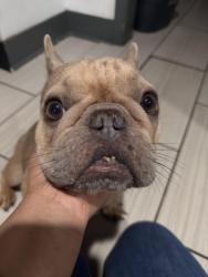 Found/Stray Female Dog last seen Cartersville St , Canton, GA 30114