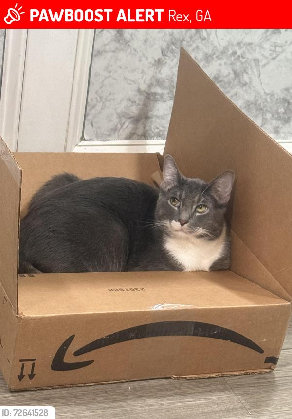 Lost Male Cat last seen Near hwy 42, Rex, GA 30273