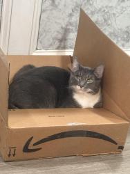 Lost Male Cat last seen Near hwy 42, Rex, GA 30273