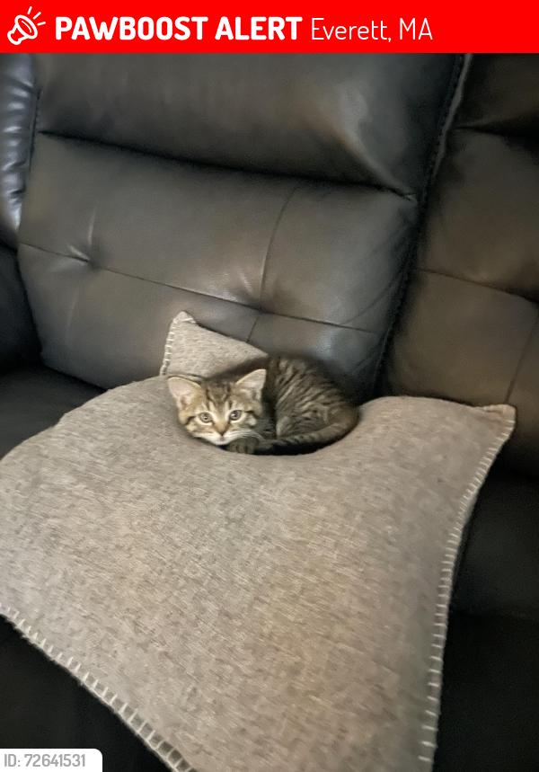 Lost Female Cat last seen cottage st, mead st, chelsea st, Everett, MA 02149