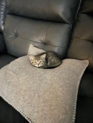 Lost Female Cat last seen cottage st, mead st, chelsea st, Everett, MA 02149