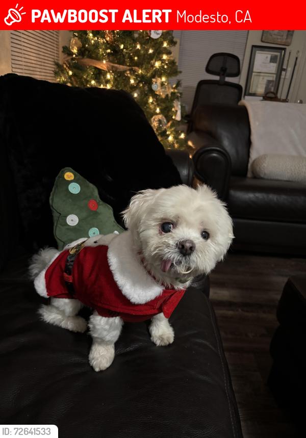 Lost Male Dog last seen 16th, Modesto, CA 95354