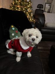 Lost Male Dog last seen 16th, Modesto, CA 95354