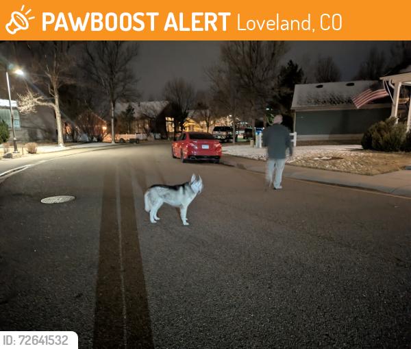 Found/Stray Unknown Dog last seen Buffalo Mountain Dr and Lost Creek, Loveland, CO 80538