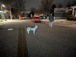 Found/Stray Unknown Dog last seen Buffalo Mountain Dr and Lost Creek, Loveland, CO 80538