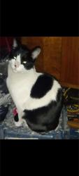 Lost Male Cat last seen Mcurdy rd, Kelowna, BC 