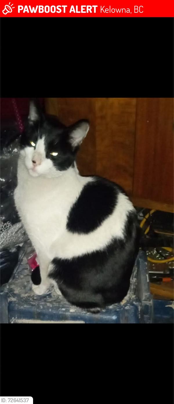 Lost Male Cat last seen Mcurdy rd, Kelowna, BC 