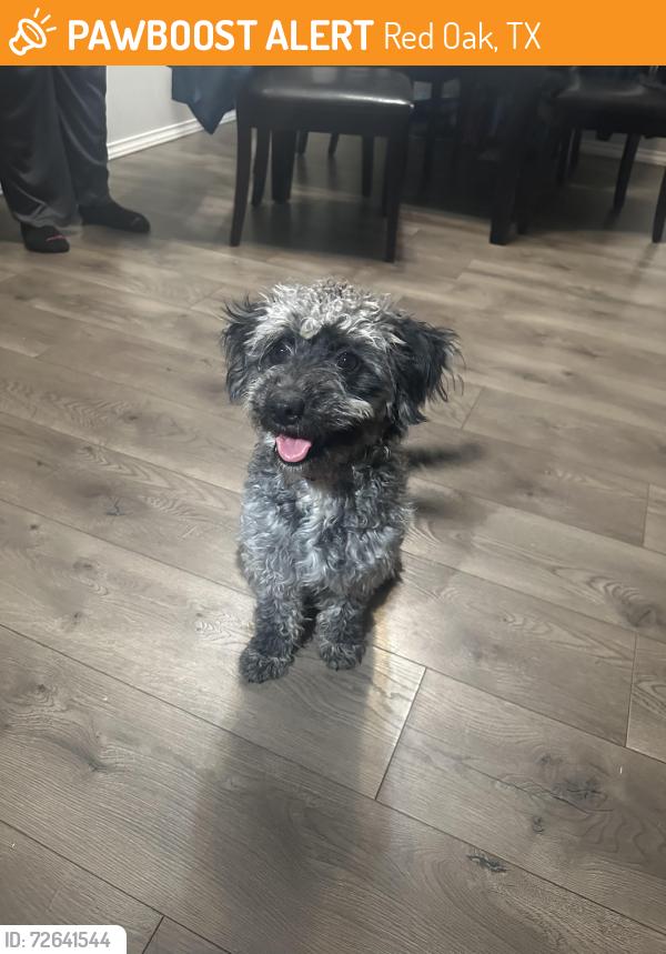 Found/Stray Female Dog last seen preston rd , Red Oak, TX 75154