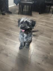 Found/Stray Female Dog last seen preston rd , Red Oak, TX 75154