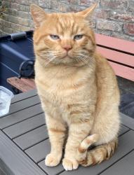 Lost Male Cat last seen Norbert Way and W El Camino Ave, Sacramento, CA 95833