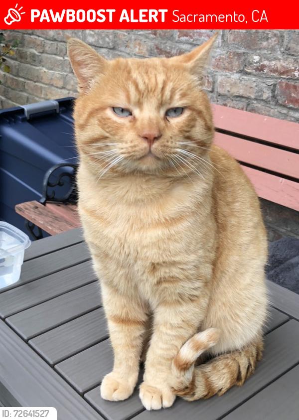 Lost Male Cat last seen Norbert Way and W El Camino Ave, Sacramento, CA 95833