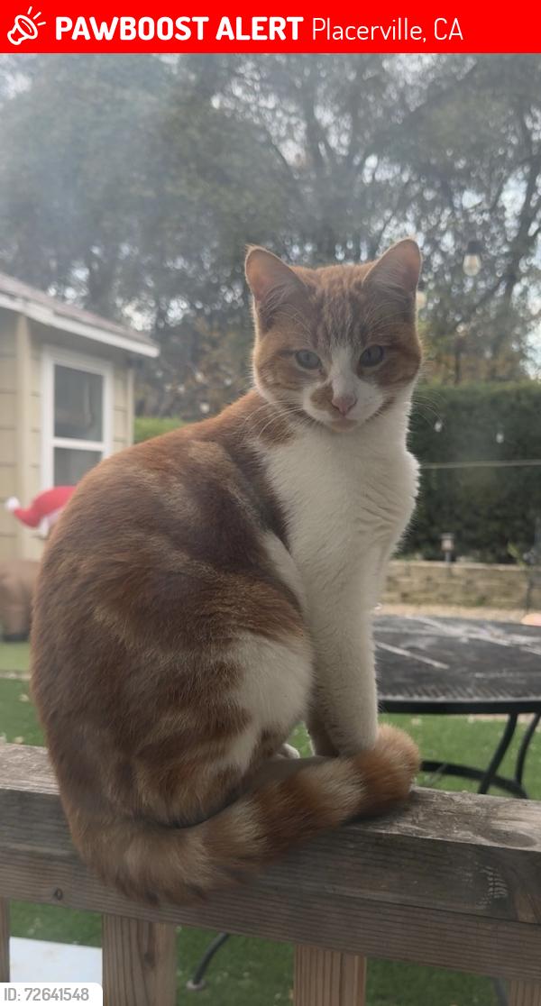Lost Male Cat last seen Perks ct , Placerville, CA 95667