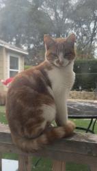 Lost Male Cat last seen Perks ct , Placerville, CA 95667