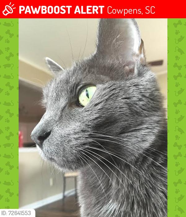 Lost Male Cat last seen Town grille, Cowpens, SC 29330