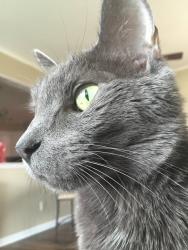 Lost Male Cat last seen Town grille, Cowpens, SC 29330