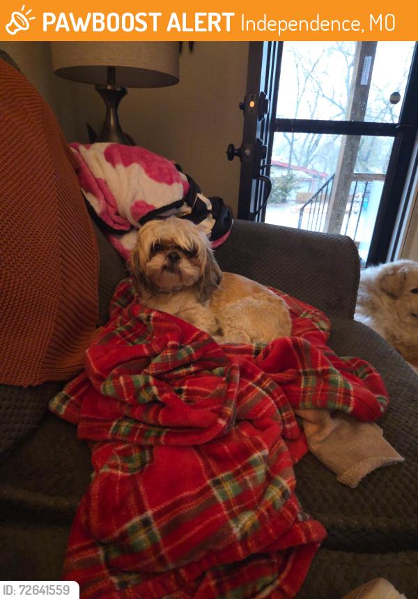 Found/Stray Female Dog last seen Salisbury rd and cogan lane , Independence, MO 64050