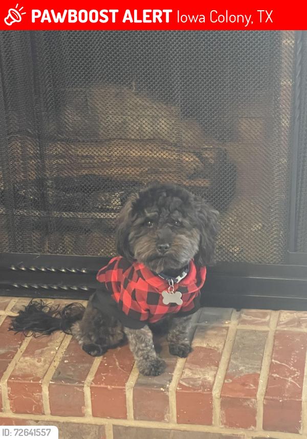 Lost Male Dog last seen Emerald lakes drive, Rosharon TX, Iowa Colony, TX 77583