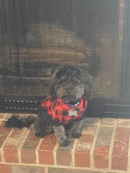 Lost Male Dog last seen Emerald lakes drive, Rosharon TX, Iowa Colony, TX 77583