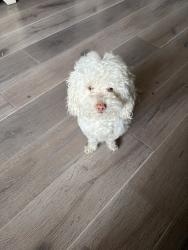 Lost Male Dog last seen Near st, Los Angeles, CA 90002