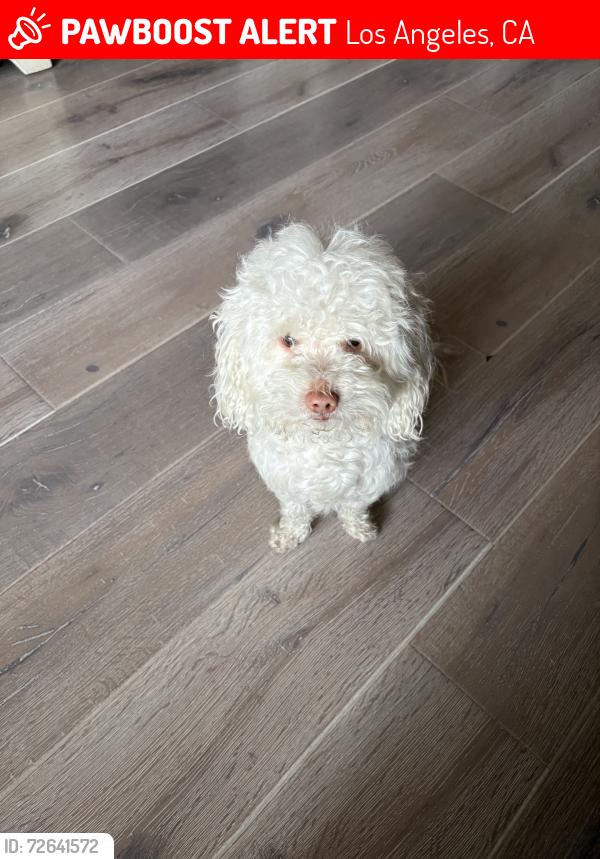 Lost Male Dog last seen Near st, Los Angeles, CA 90002