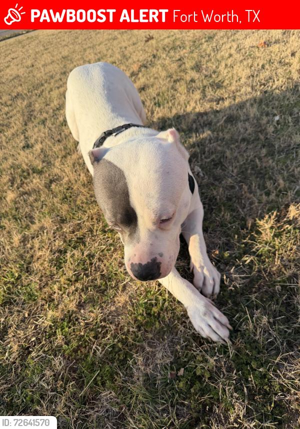 Lost Male Dog last seen Near field st, Fort Worth, TX 76117
