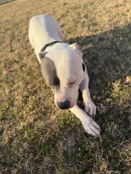Lost Male Dog last seen Near field st, Fort Worth, TX 76117