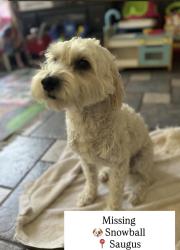 Lost Male Dog last seen Near points valencia , Santa Clarita, CA 91355