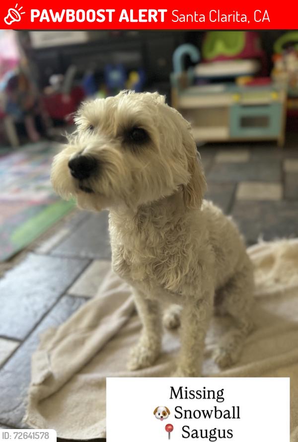 Lost Male Dog last seen Near points valencia , Santa Clarita, CA 91355