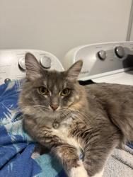 Lost Male Cat last seen Eagle Mountain, Eagle Mountain, UT 84005